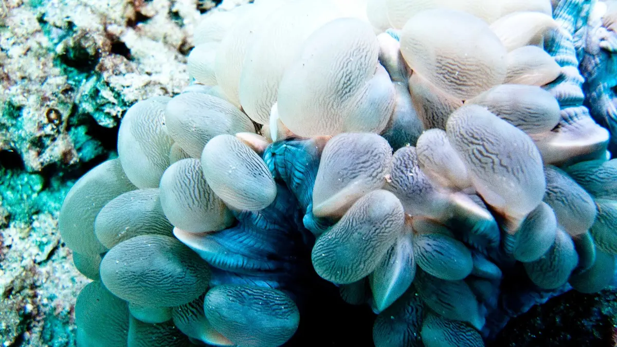 Coral Reef in Nha Trang Bay Coral reef and marine life seen while scuba diving in Nha Trang Bay