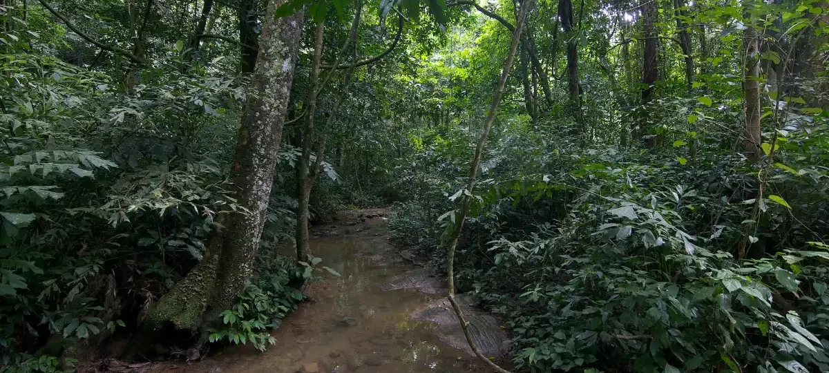 Dense tropical forest in Cuc Phuong National Park, Vietnam's first national park