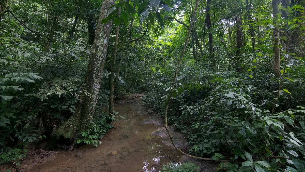 Cuc Phuong National Park: Vietnam’s First National Park – Trekking & Wildlife Guide (2026)