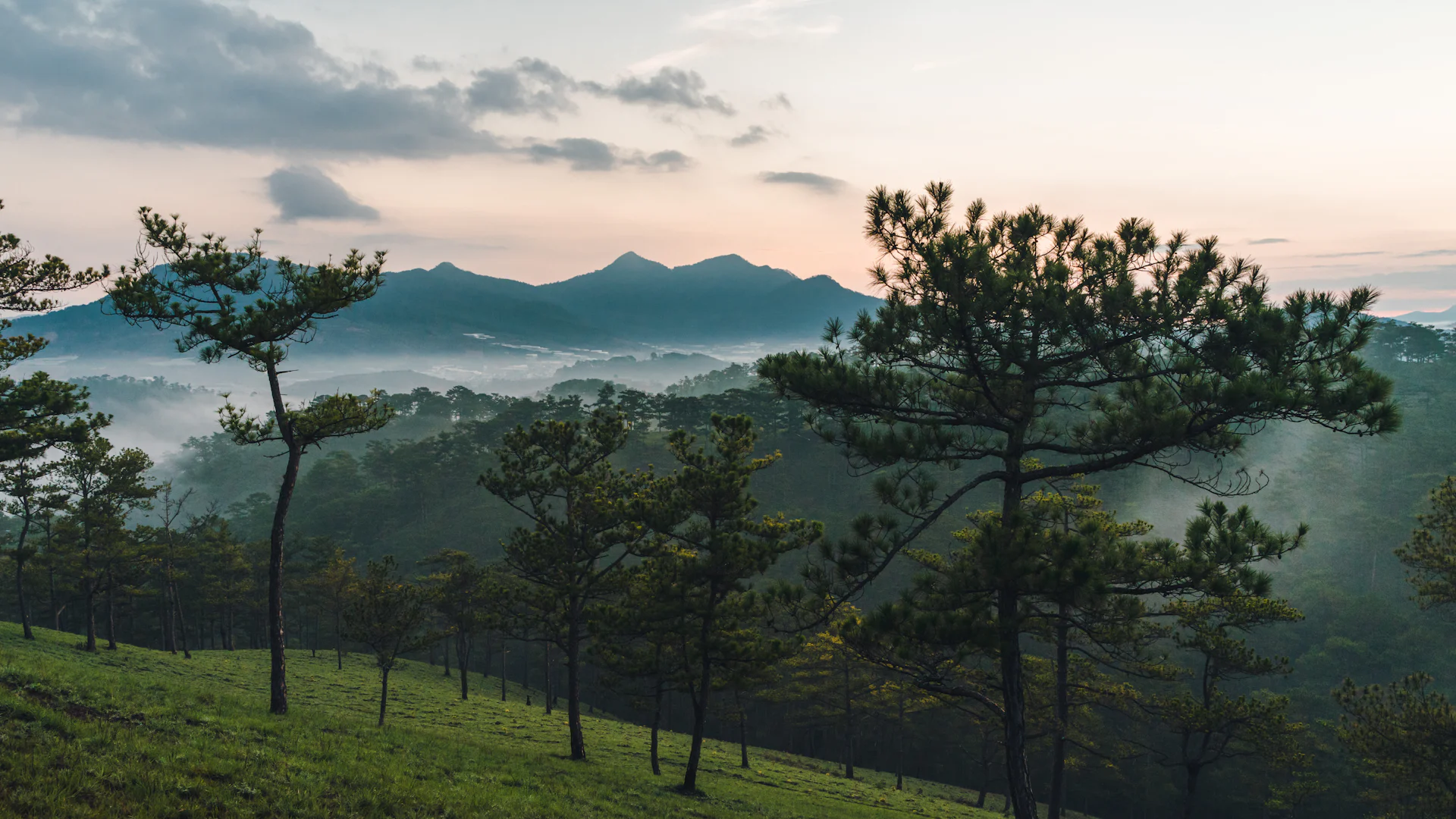 Pine trees and misty hills at sunrise in Da Lat, Vietnam Central Highlands