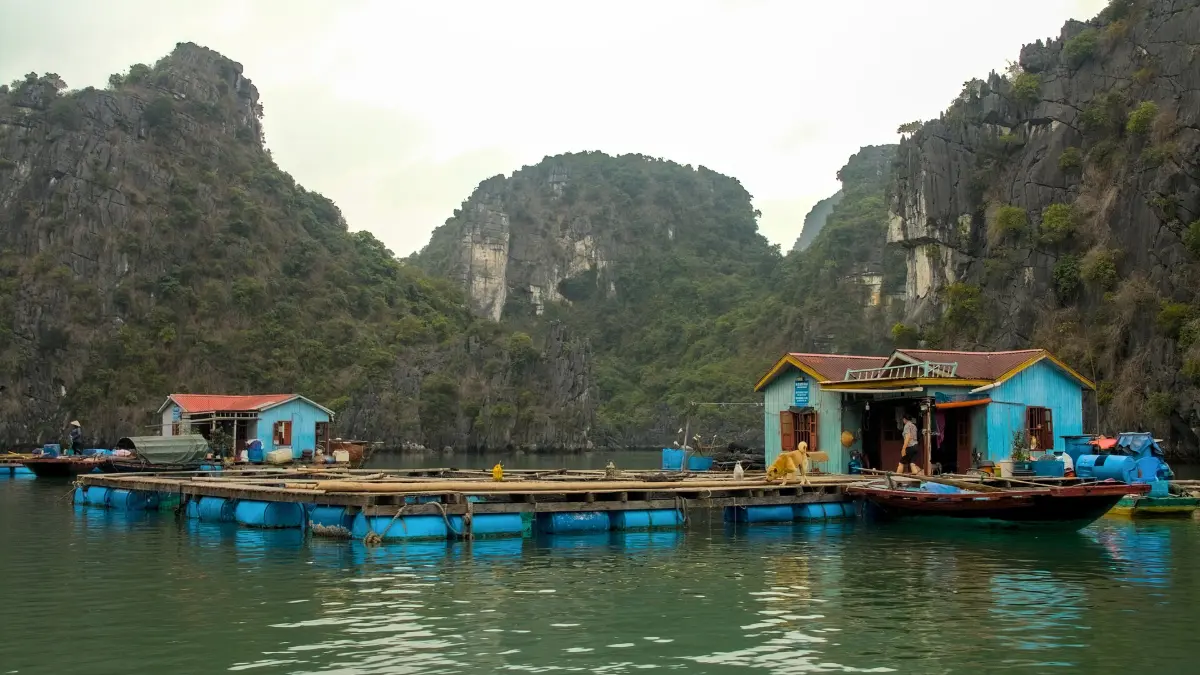 Floating Houses in Bai Tu Long Bay Floating houses and fish farms among karsts in Bai Tu Long Bay
