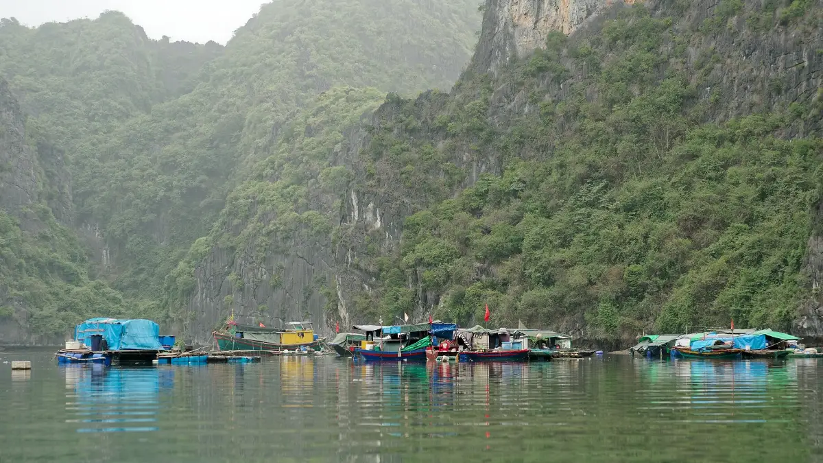 Floating Houses off Cat Ba Island Floating houses on the water below the forested hills of Cat Ba Island