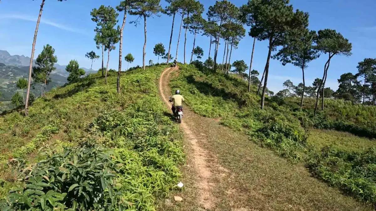 Pine ridge on the road to Ha Giang