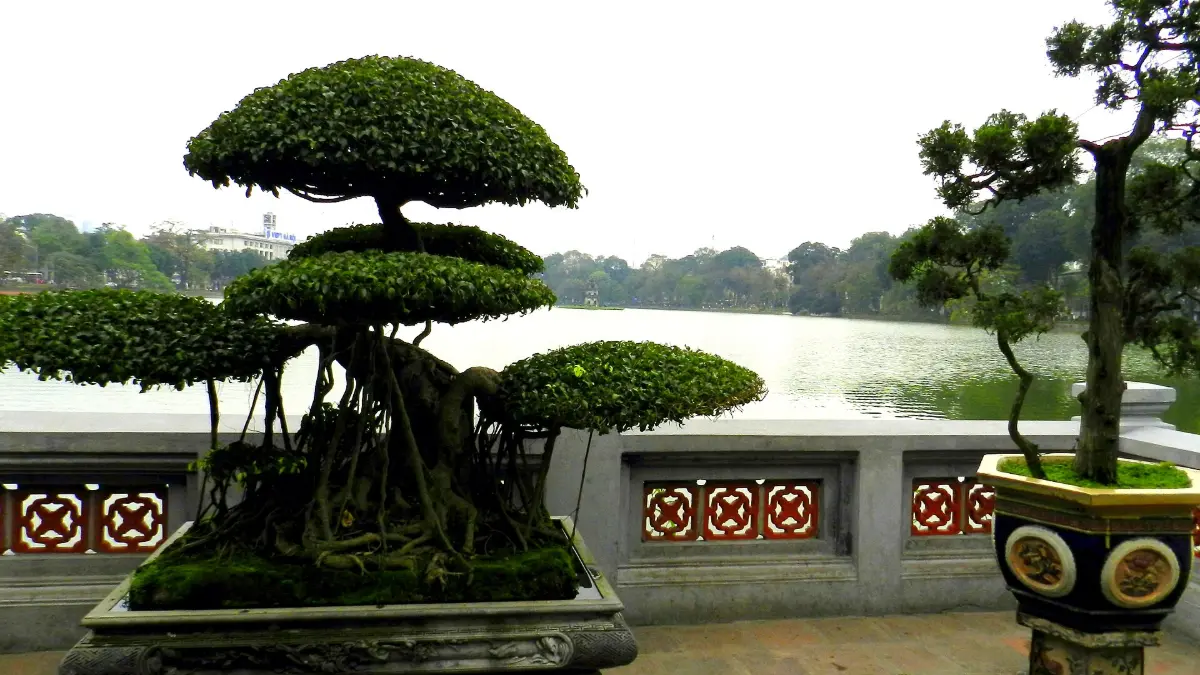 View of Hoan Kiem Lake from Ngoc Son Temple Bonsai trees on the balustrade of Jade Island with Hoan Kiem Lake behind, Ngoc Son Temple