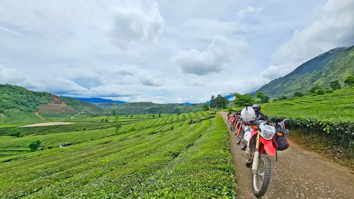 Tea hills near Moc Chau