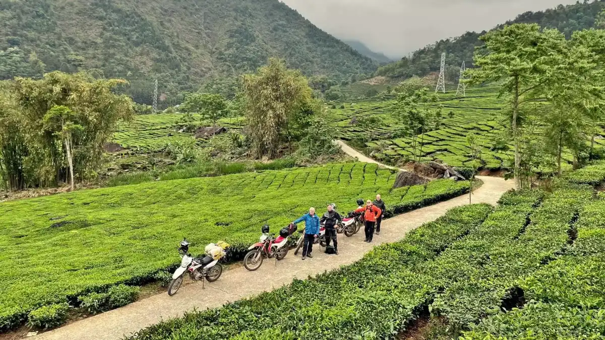 Tea plantations on the Moc Chau plateau