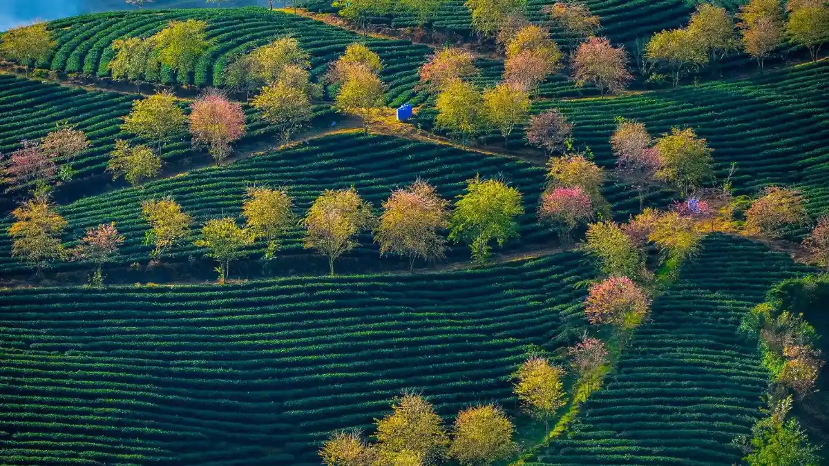 Tea Hills at O Quy Ho, Sapa Green tea hills along O Quy Ho Pass, Sapa
