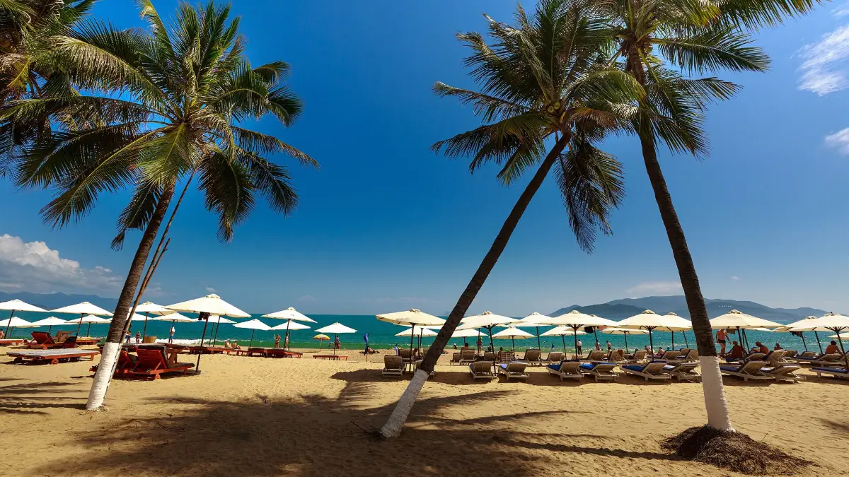 Palm-Lined Beach, Nha Trang Palm trees on a sandy beach in Nha Trang