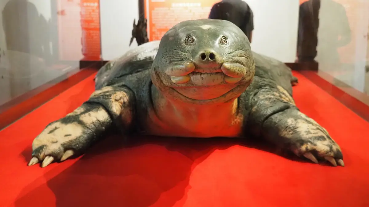 Preserved Hoan Kiem Turtle at Ngoc Son Temple Preserved giant Hoan Kiem softshell turtle displayed at Ngoc Son Temple, Hanoi