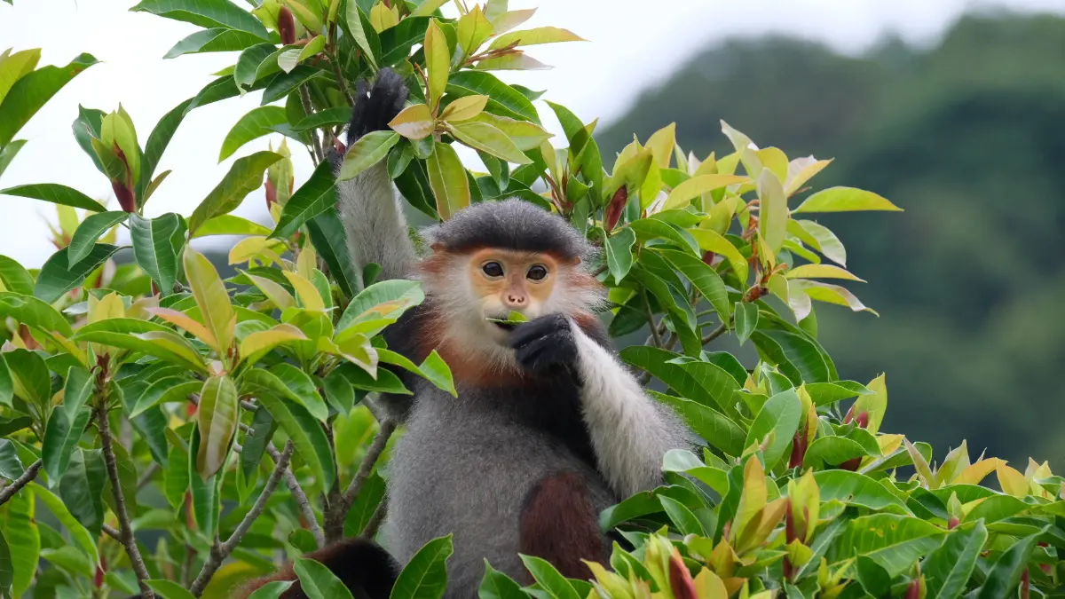 Red-Shanked Douc Langur, Son Tra Red-shanked douc langur in the forest of the Son Tra peninsula, Da Nang