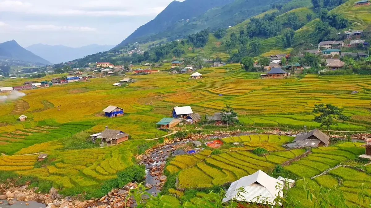Golden terraces near Sapa