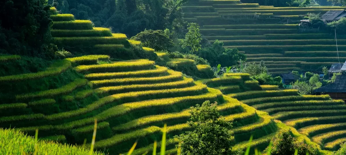 Golden-green rice terraces curving down a hillside in Sapa, Lao Cai, northern Vietnam
