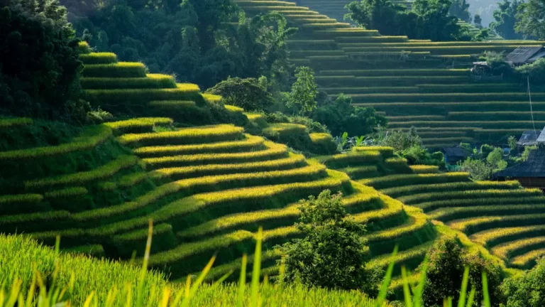 Golden-green rice terraces curving down a hillside in Sapa, Lao Cai, northern Vietnam