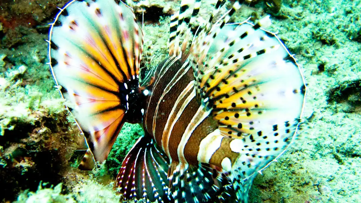 Coral Reef near Hon Mun, Nha Trang Lionfish on a coral reef in Nha Trang Bay