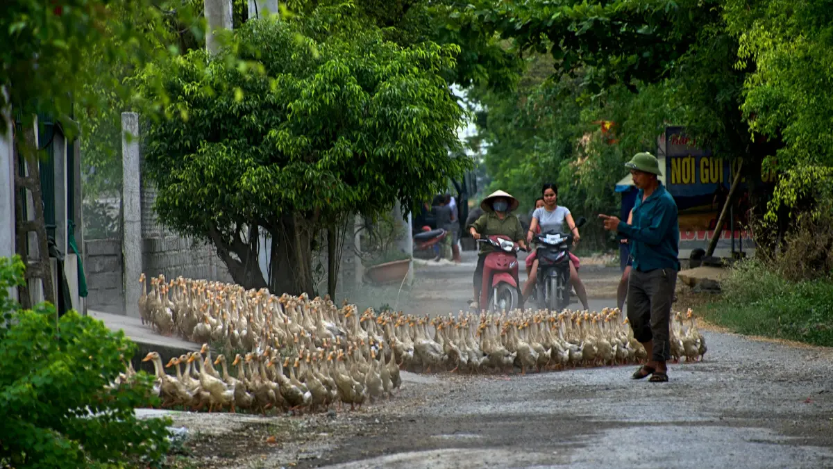 Hanoi – Hoa Lu – Tam Coc Tour 1 Day – Village life around Tam Coc