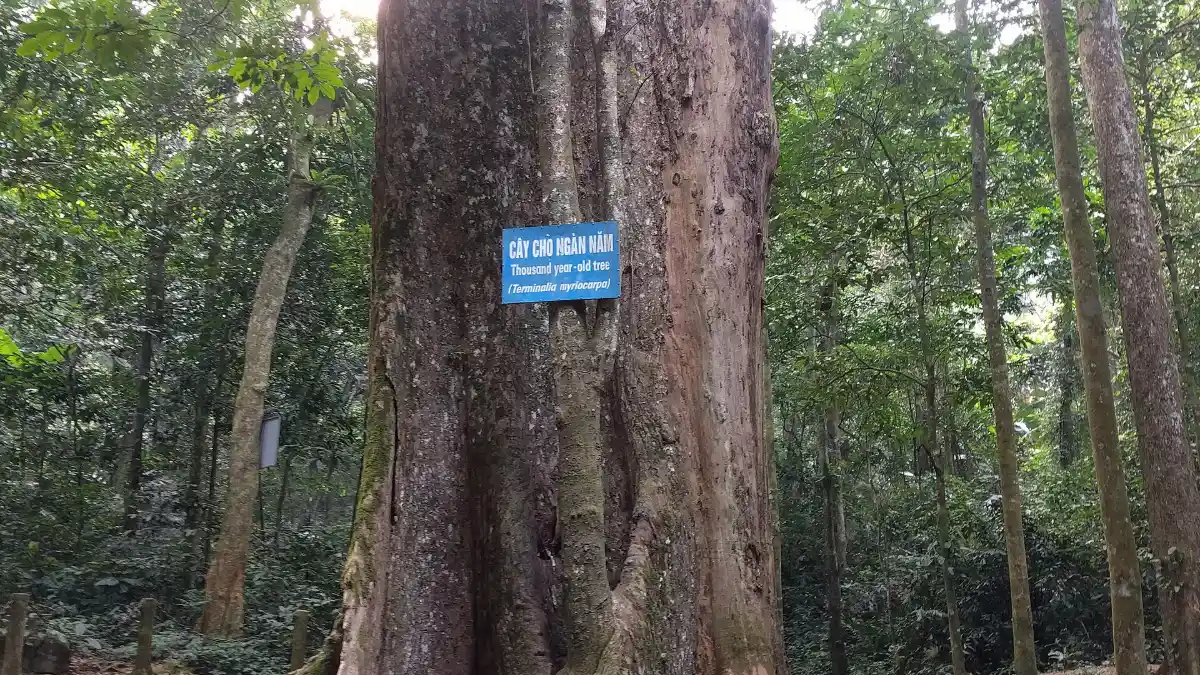 Thousand-Year-Old Tree, Cuc Phuong National Park Giant thousand-year-old tree in Cuc Phuong National Park