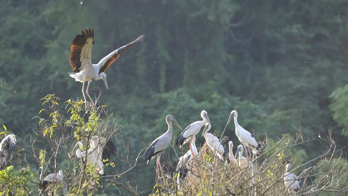 Thung Nham Bird Park: Ninh Binh’s Bird Sanctuary, Caves & Boat Trips (2026)