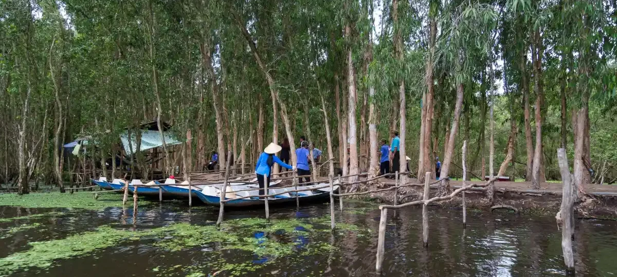 Boats on a green waterway in Tra Su cajuput forest near Chau Doc