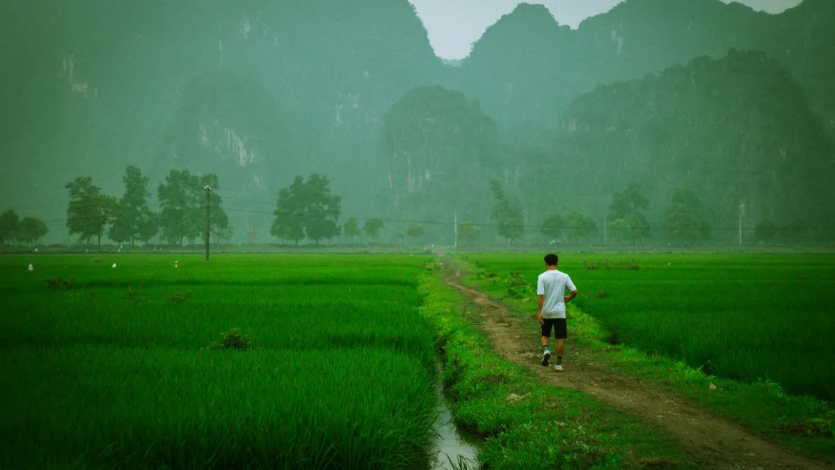 Rice fields below karst hills near Trang An