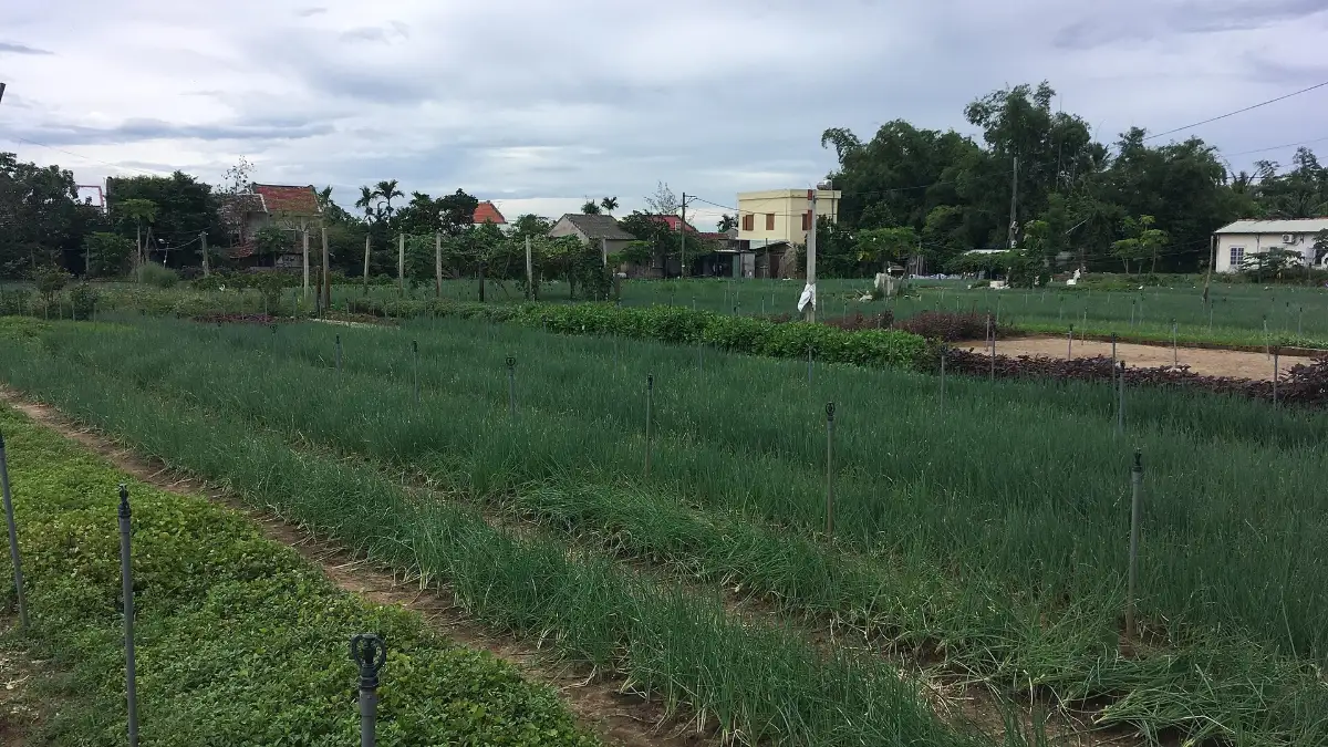 Vegetables in Tra Que Rows of vegetables and herbs in Tra Que village, Hoi An