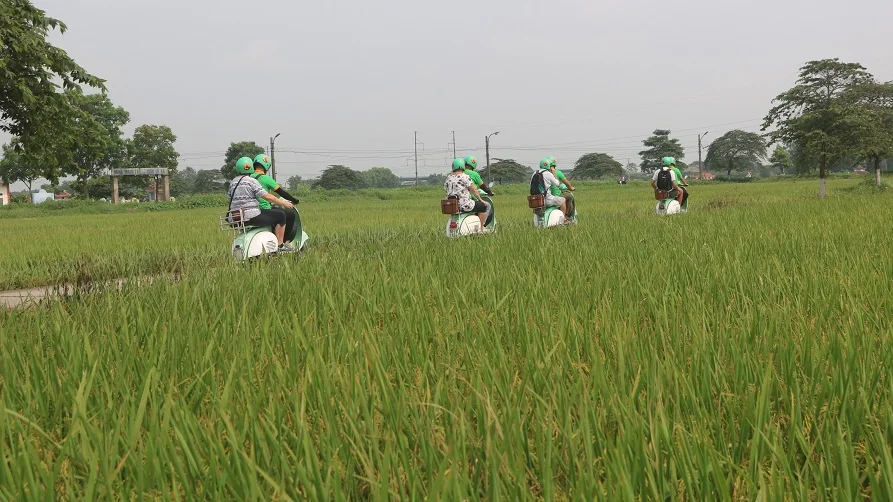 Vespas riding through rice paddies