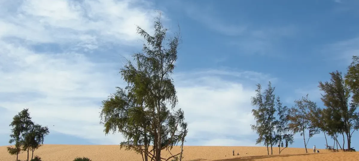 Casuarina trees on the White Sand Dunes (Bau Trang) near Mui Ne