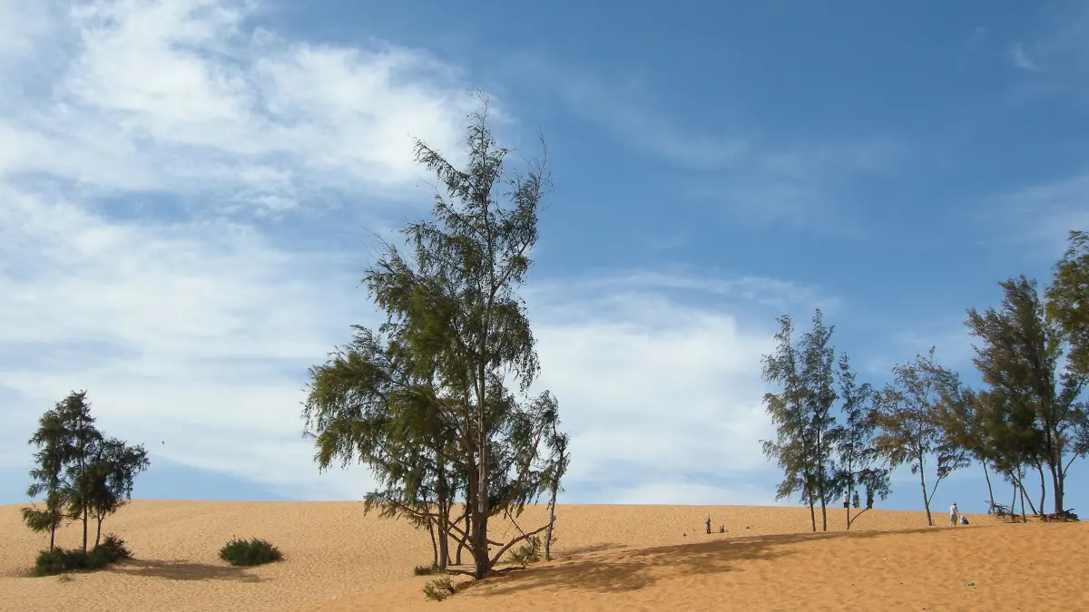 White Sand Dunes Mui Ne: Sunrise, Jeep & ATV Guide